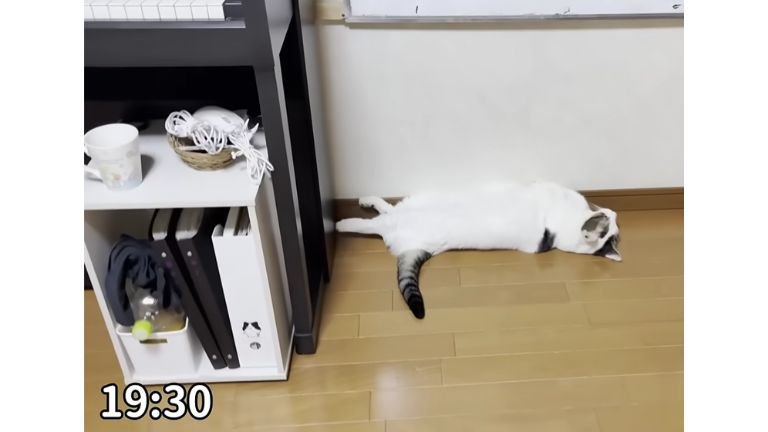 室内にいる猫