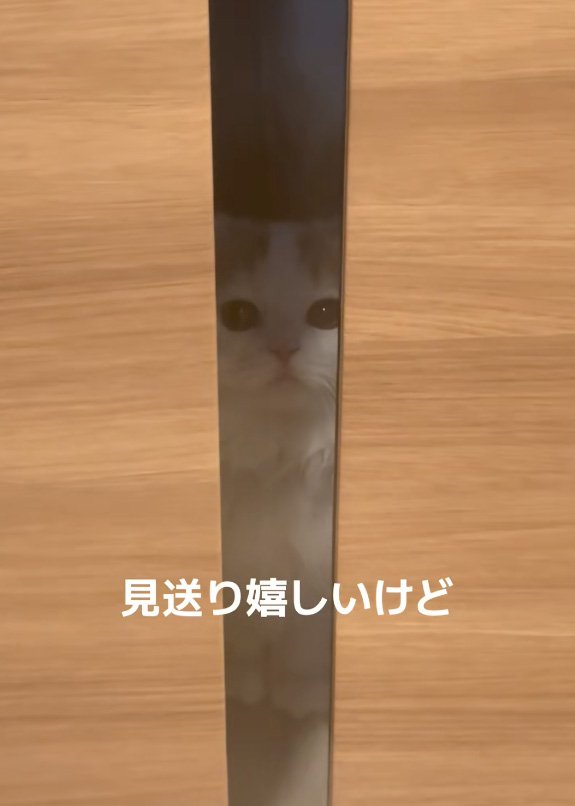 動かない猫