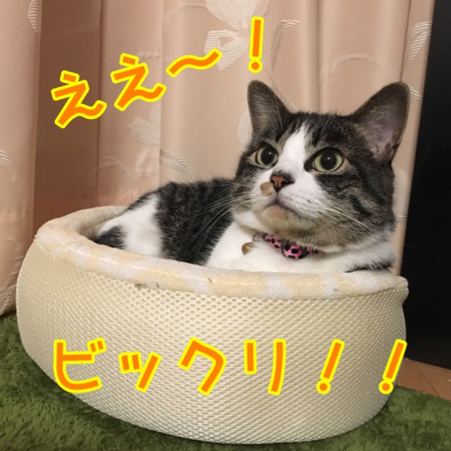 驚く猫