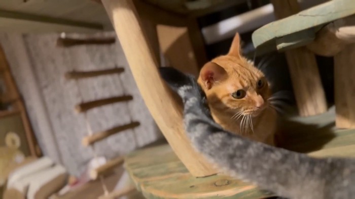 しっぽで誘う猫さん