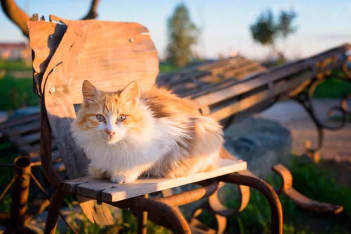 夕暮れ時の猫