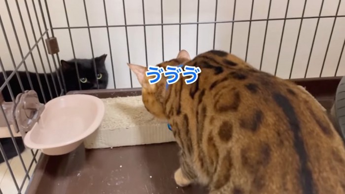 ケージの中から黒猫を見る猫