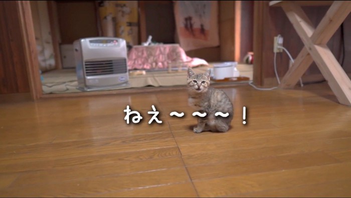 大きな声で鳴き始めるサビ色の子猫