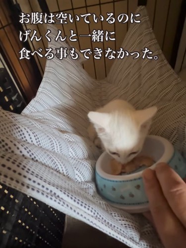 ハンモックでごはんを食べる子猫