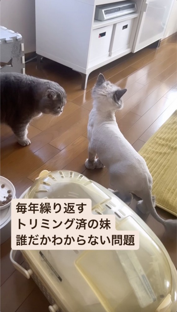 下から上まで調べる猫