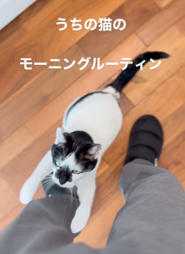 足を掴もうとする猫