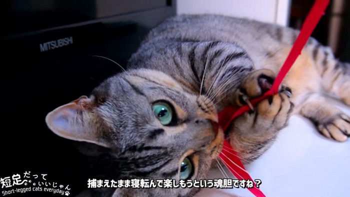 寝転んでリボンで遊ぶ猫