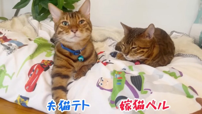 前を見る猫と目を細めている猫