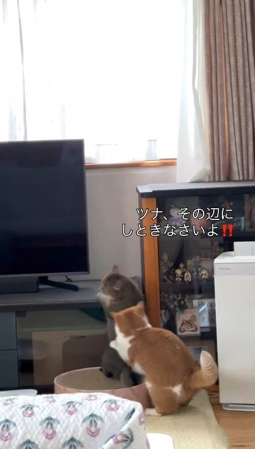 喧嘩して雄猫に追いかけられる雌猫