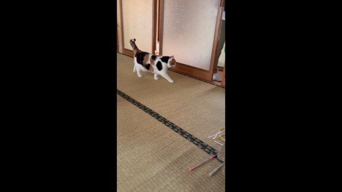扉の前を歩く姿