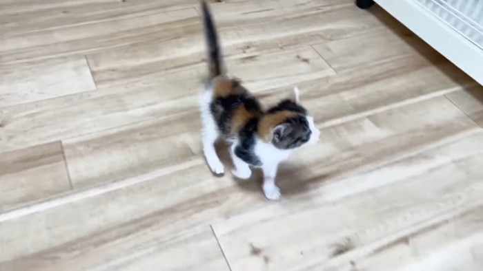部屋の中を歩き回る子猫