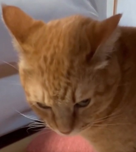 八つ当たりする猫