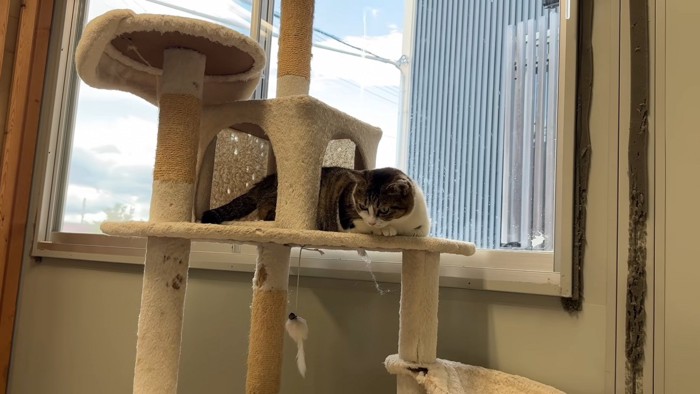 キャットタワーから下を見ている猫