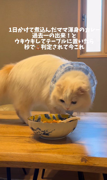 カレーの匂いを嗅ぐ猫