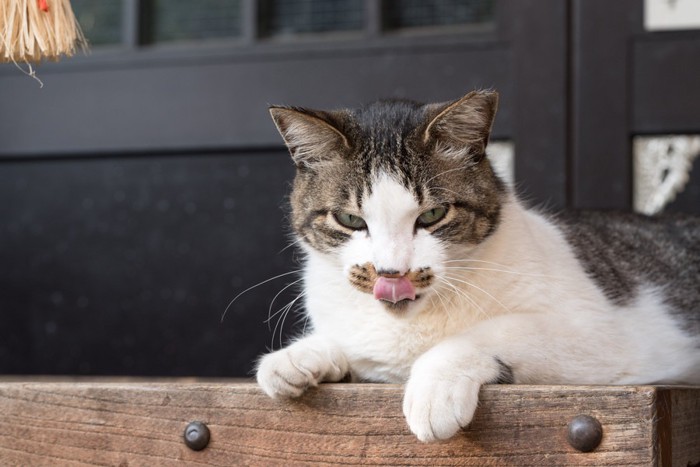 神社の猫