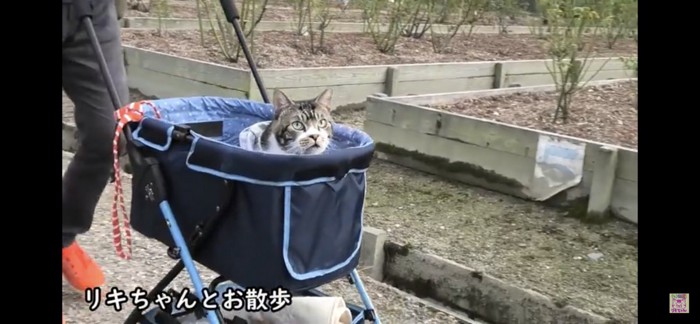 バギーに乗ってお散歩する猫