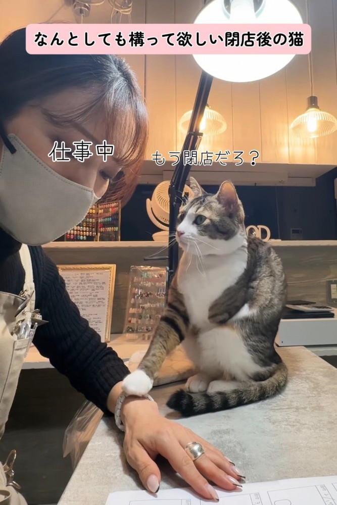 人の手の上に前足を乗せる猫