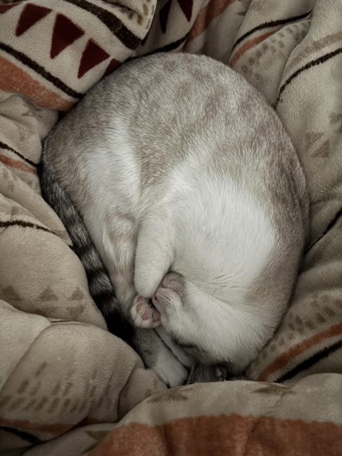 丸まって眠る猫