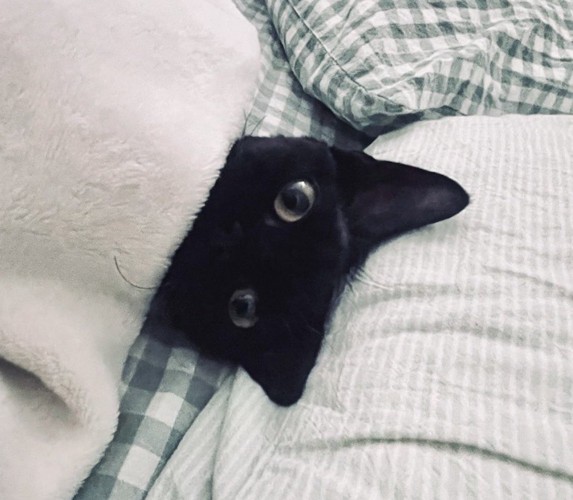 目覚めた飼い主を布団の中から見つめる猫
