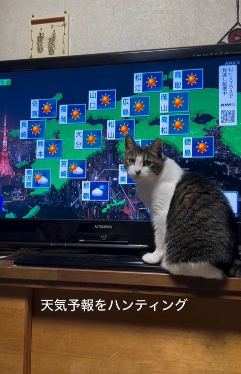 振り向く猫