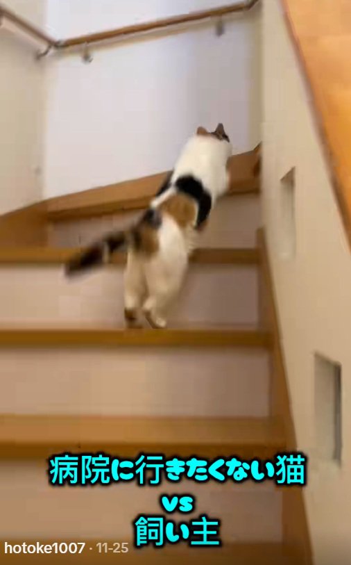 家の階段をかけのぼるミケ猫