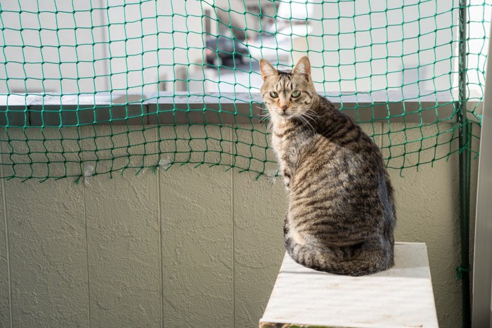 ネットが張られたベランダにいる猫