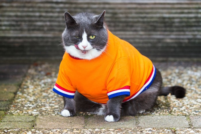 ぽっちゃり猫