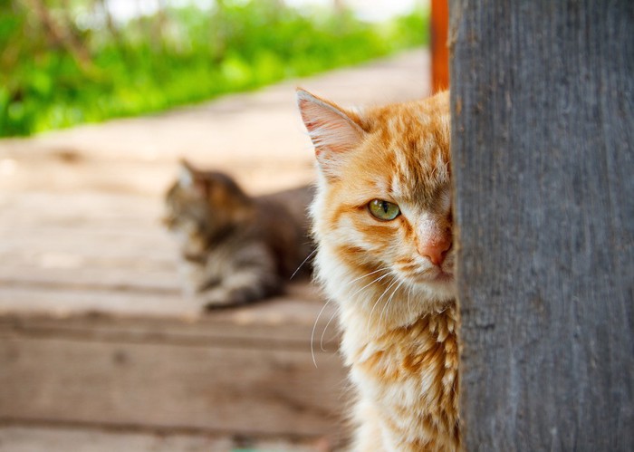 物陰からのぞく猫