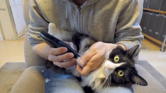 前足の毛をカットされるカメラ目線の猫