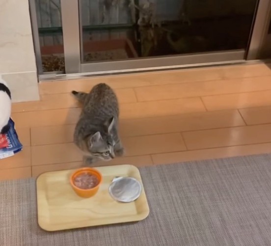 部屋の中を見回す子猫