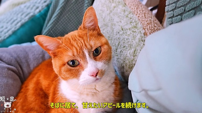 座って見上げる猫