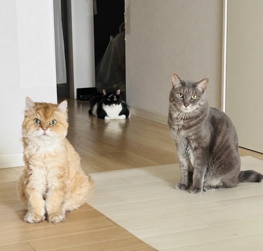 カメラ目線の3匹の猫