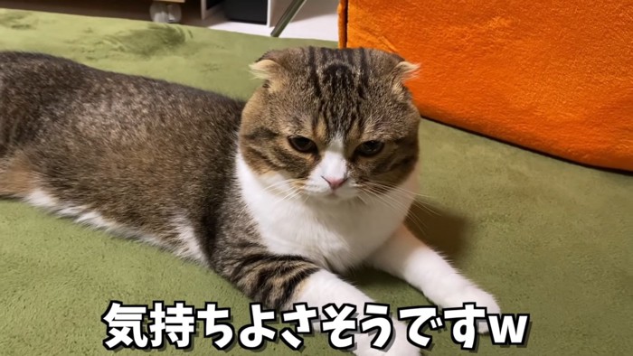 猫の上半身