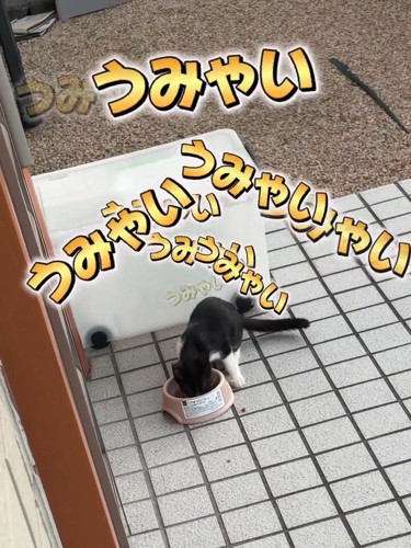ごはんを食べる子猫