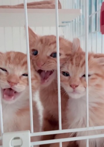 ぎゅうぎゅうの子猫たち