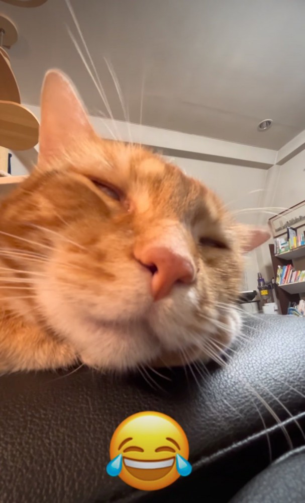 白目の猫