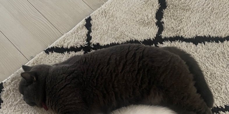 寝ている猫