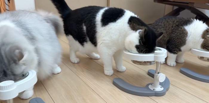 ごはんを食べる3匹の猫