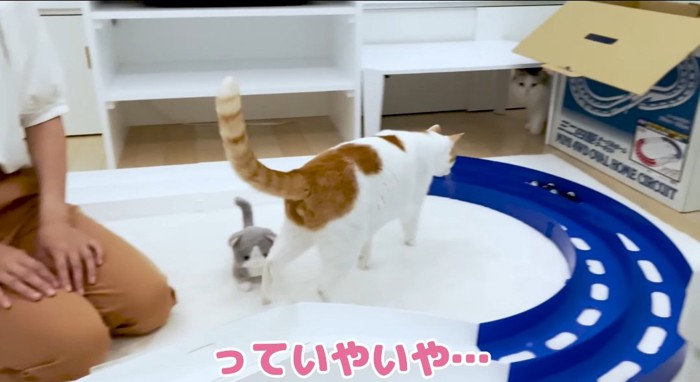 見つめる猫