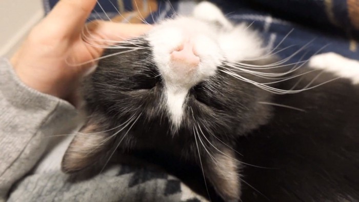 目を閉じるチコちゃん