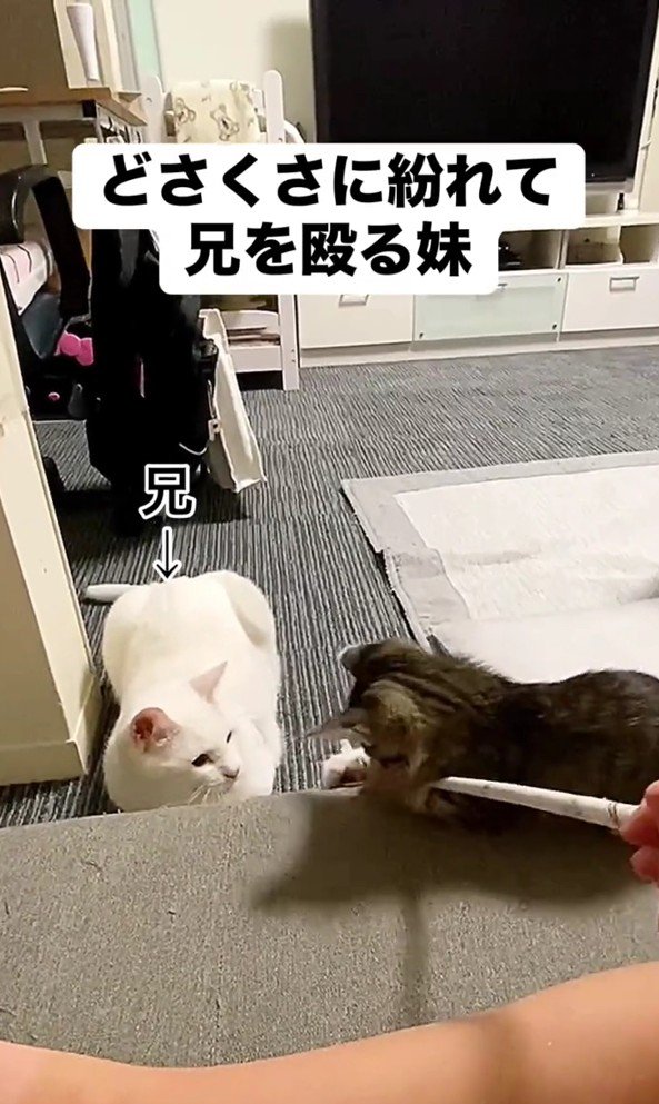 おもちゃに飛びつくレアちゃん