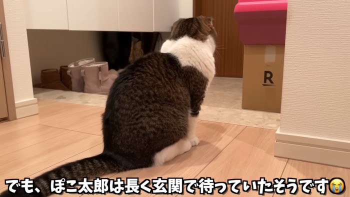 座る猫の後ろ姿