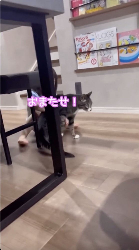 猫のそばに寄る末っ子ちゃん