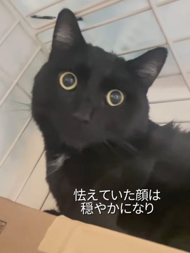 目を丸くする猫