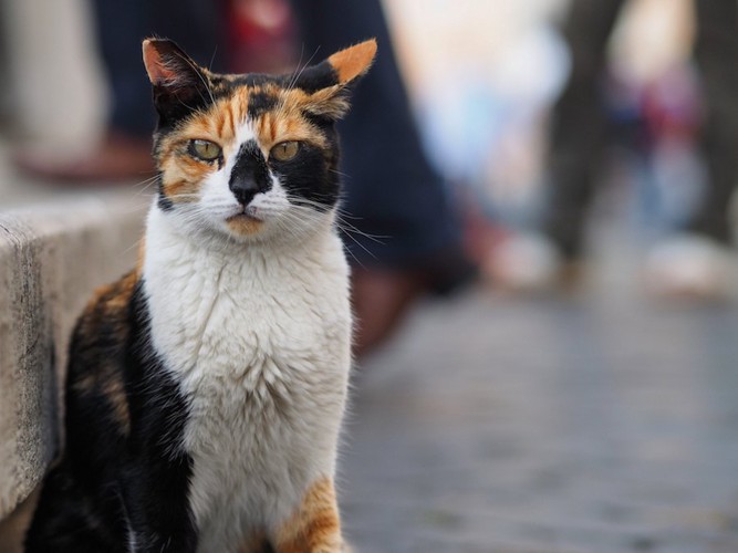 街中に座る猫