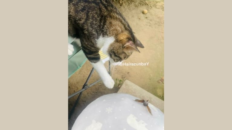 庭にいる猫