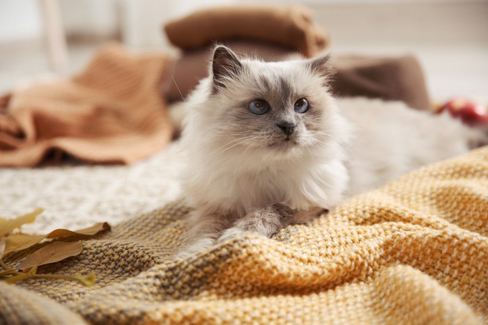 椅子の上に寝そべる猫