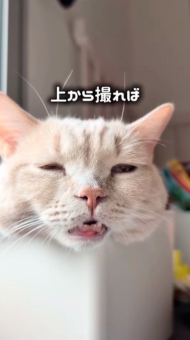 カメラの方を向いている口と目が半開きの猫