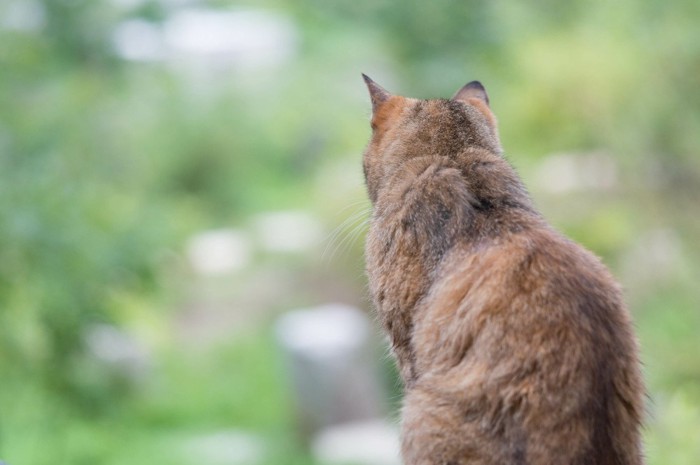 猫背の三毛猫