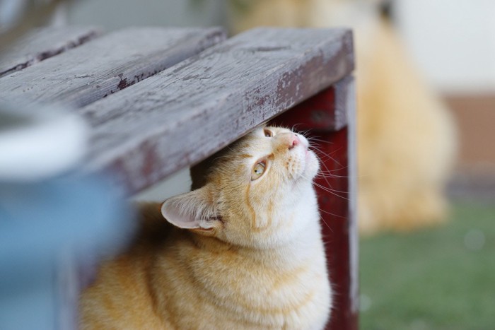 台の下に額をスリスリする猫